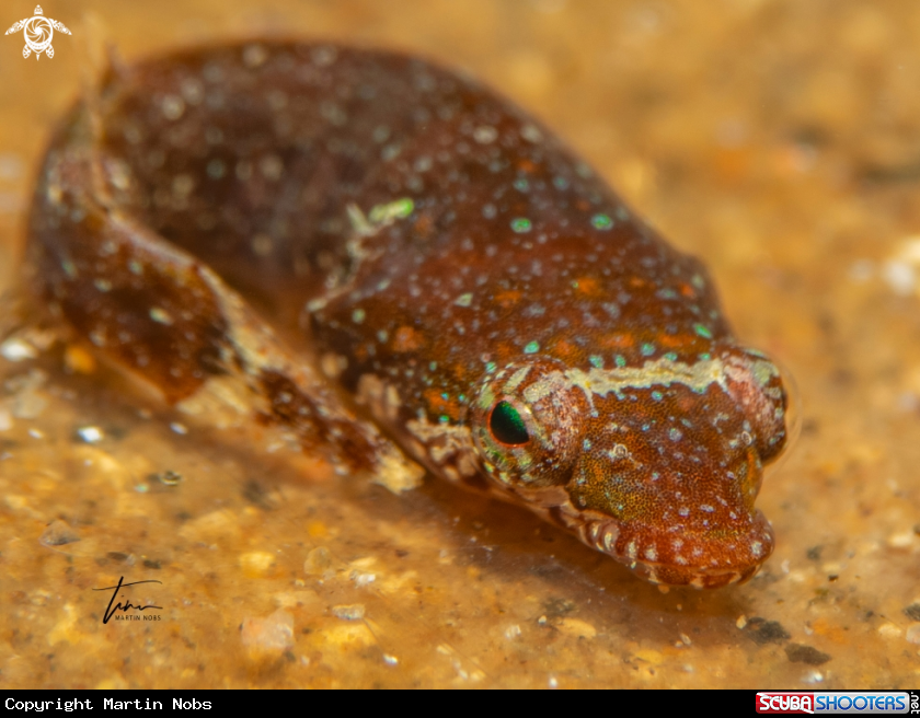 A Clingfish