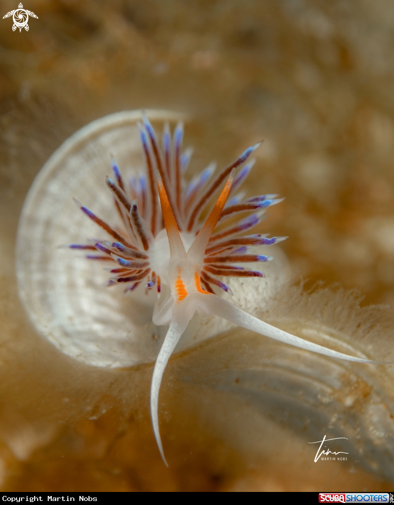 A Cratena peregrina