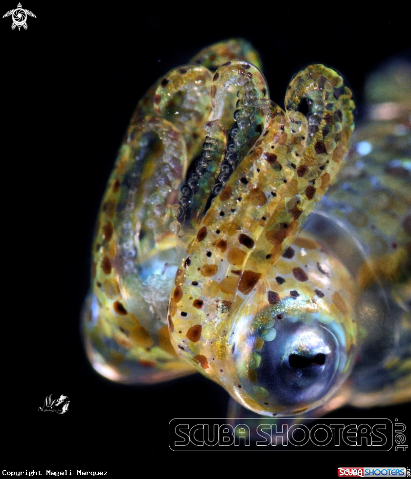 A Grass squid 