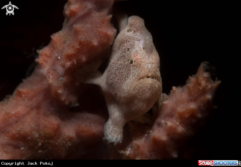 A Painted frogfish