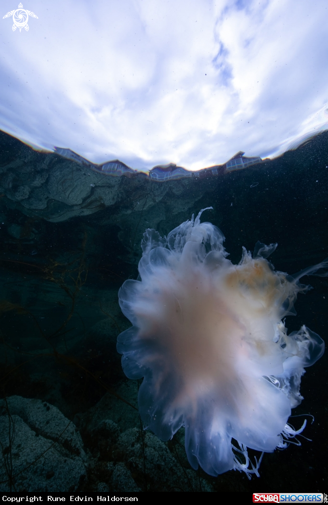 A Lions mane jelly