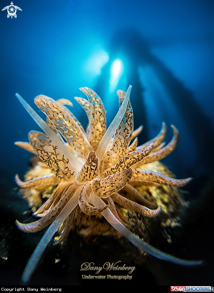 A Nudibranch 