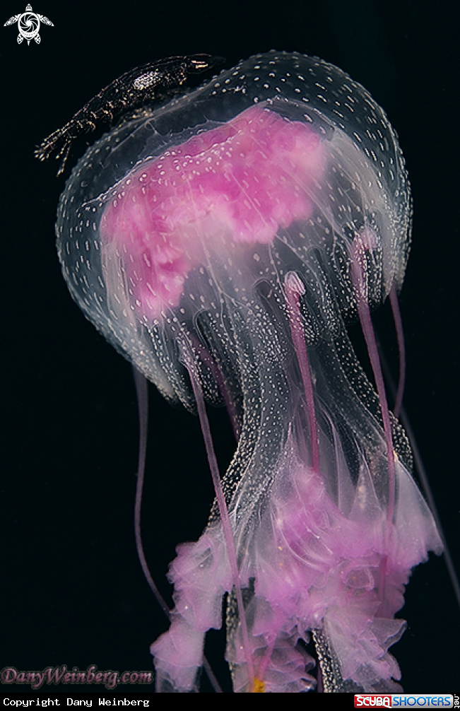 A Jellyfish