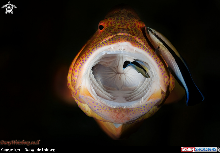 A Grouper