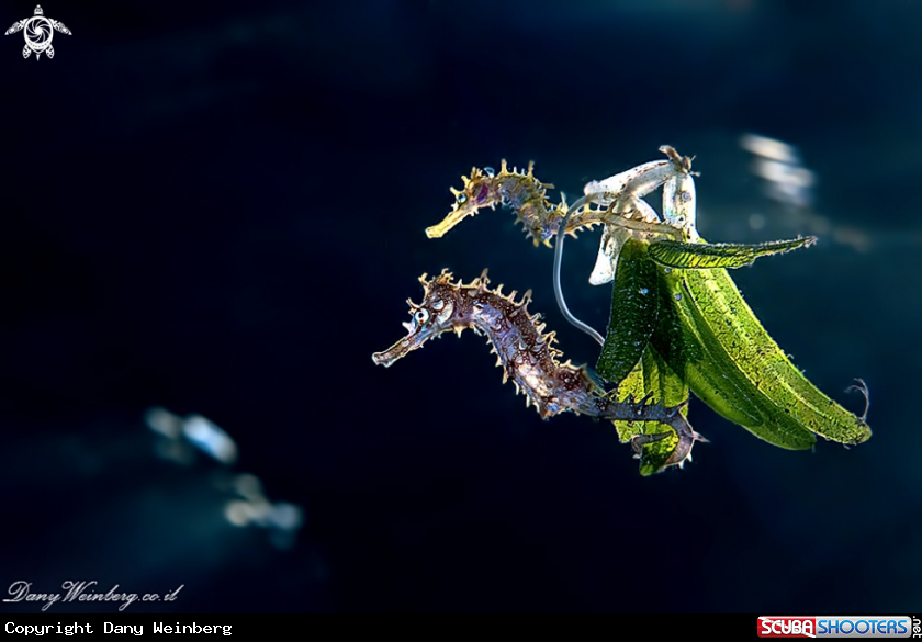 A Seahorse
