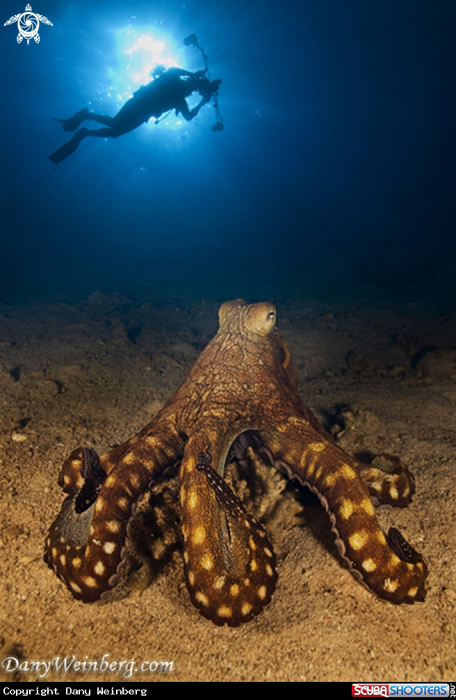 A Octopus