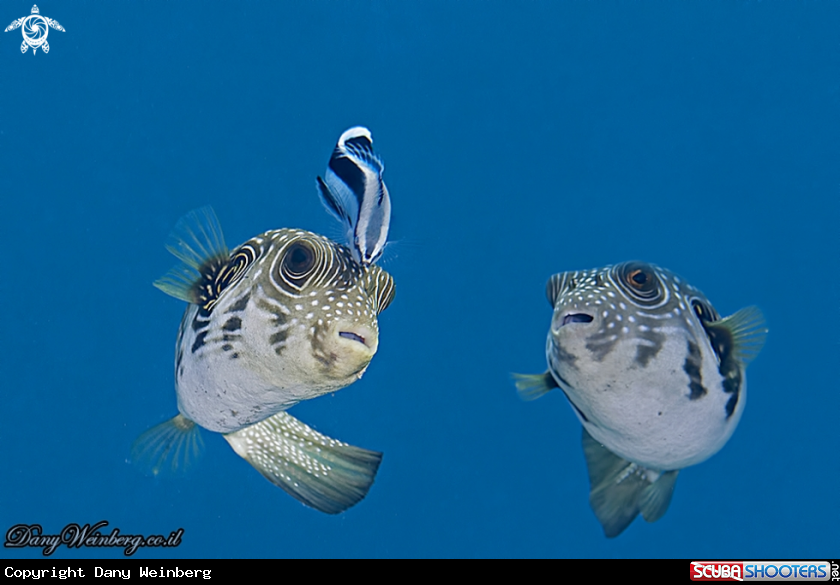 A Puffer
