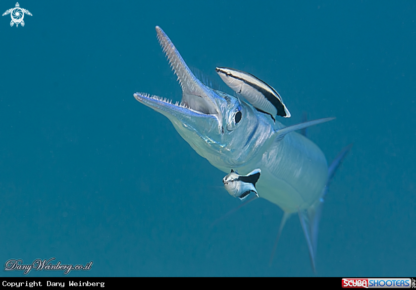 A Needlefish 