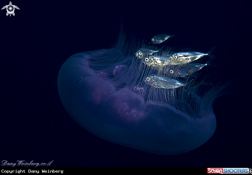 A Moon Jellyfish