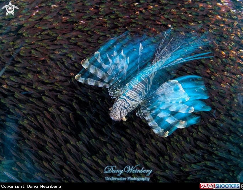 A Lionfish