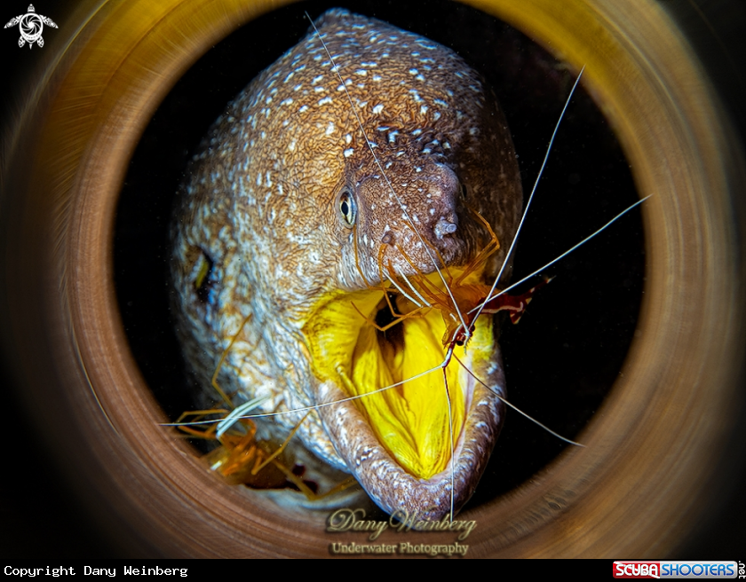 A Moray Eel 