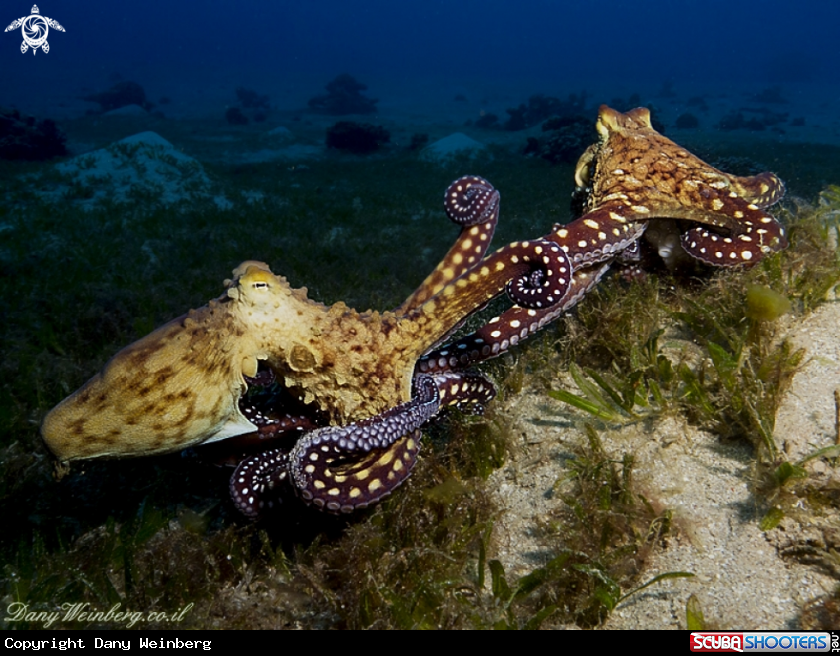 A Octopus 