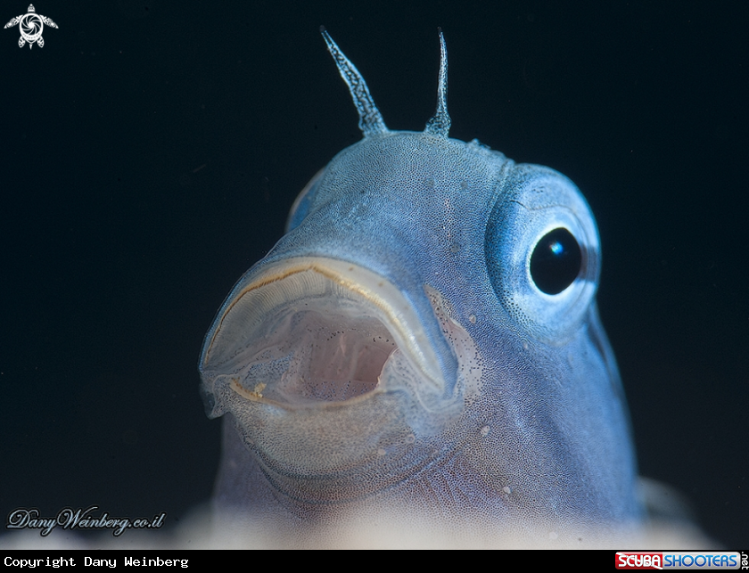 A Blenny 