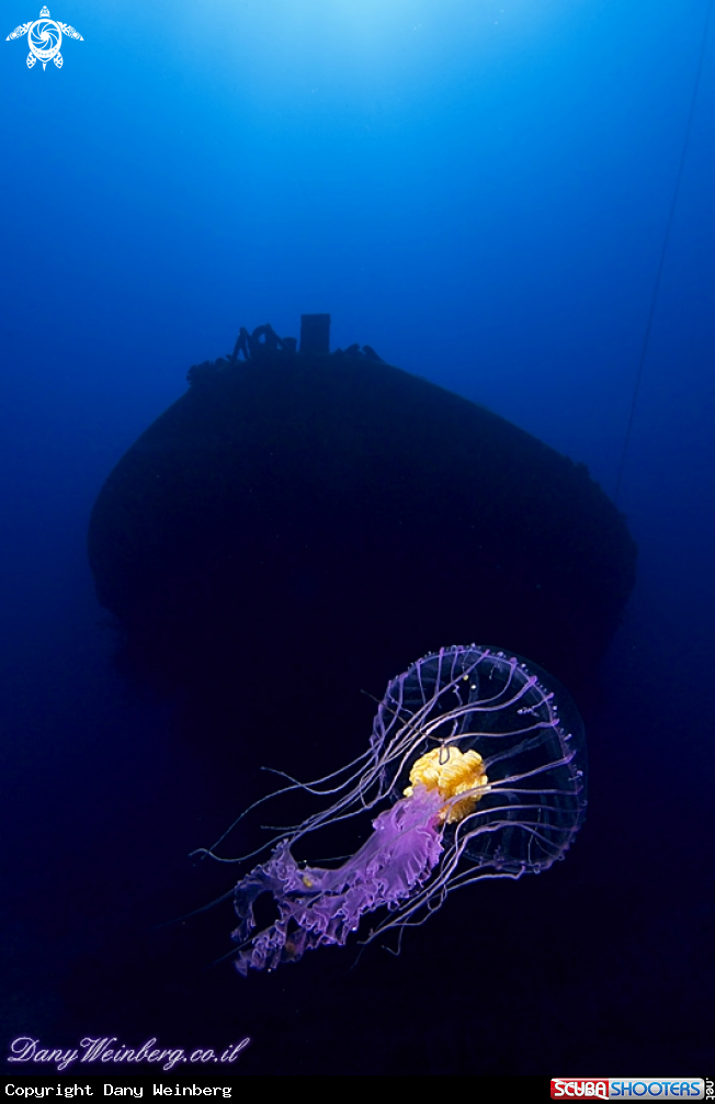 A Jellyfish