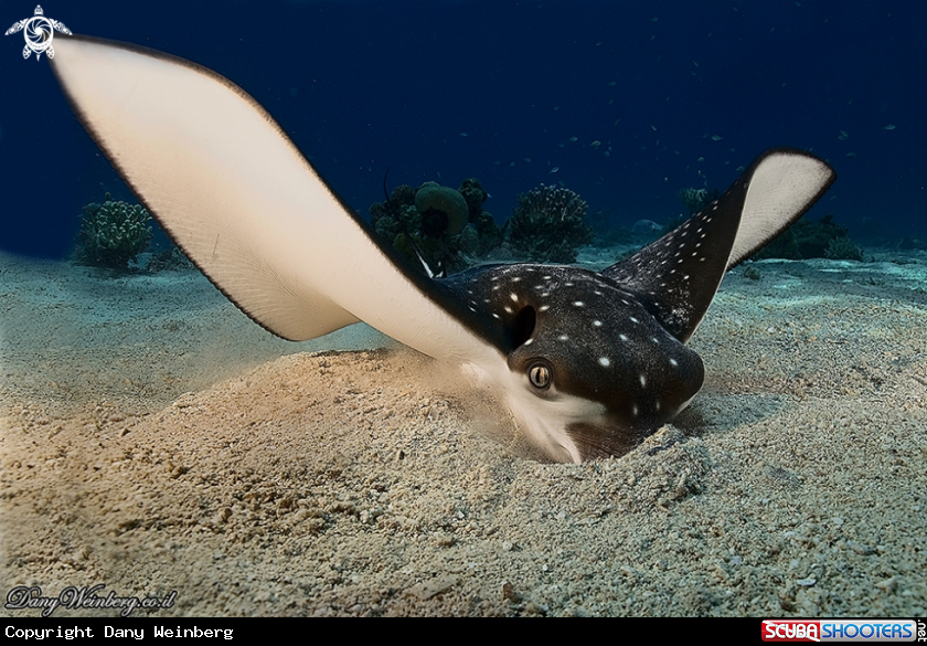 A Eagle ray