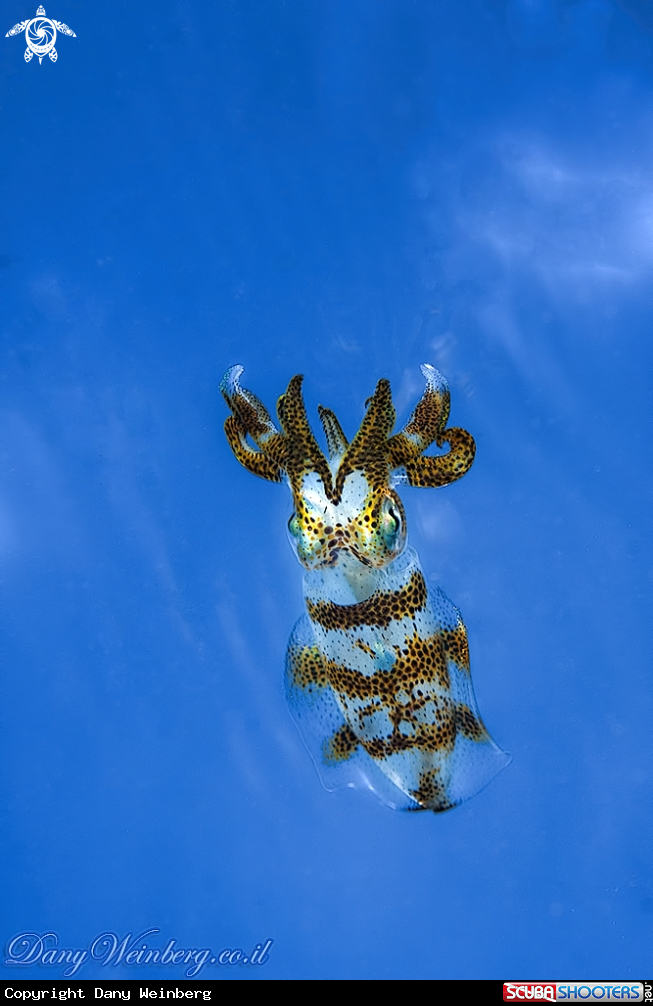 A Squid