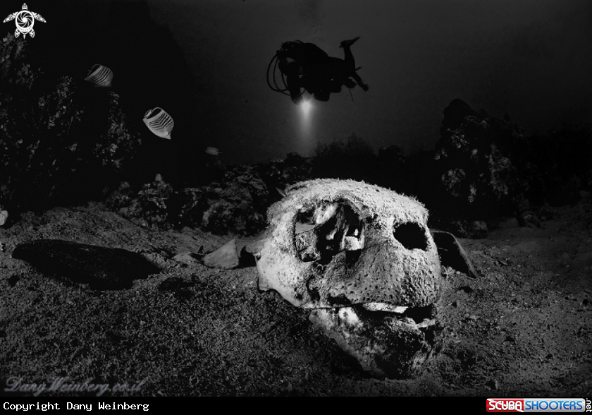 A Turtle