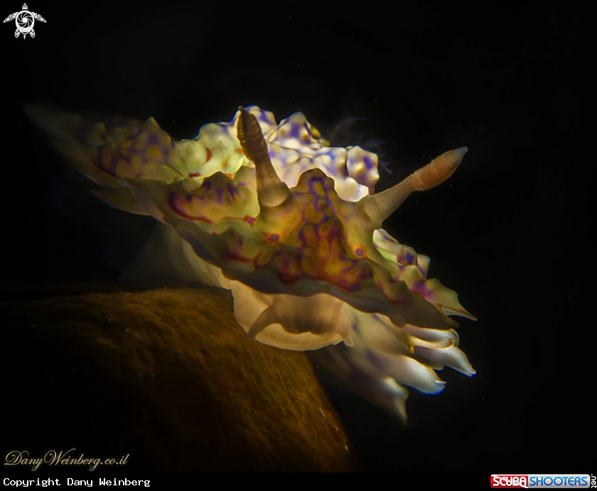 A Nudibranch 