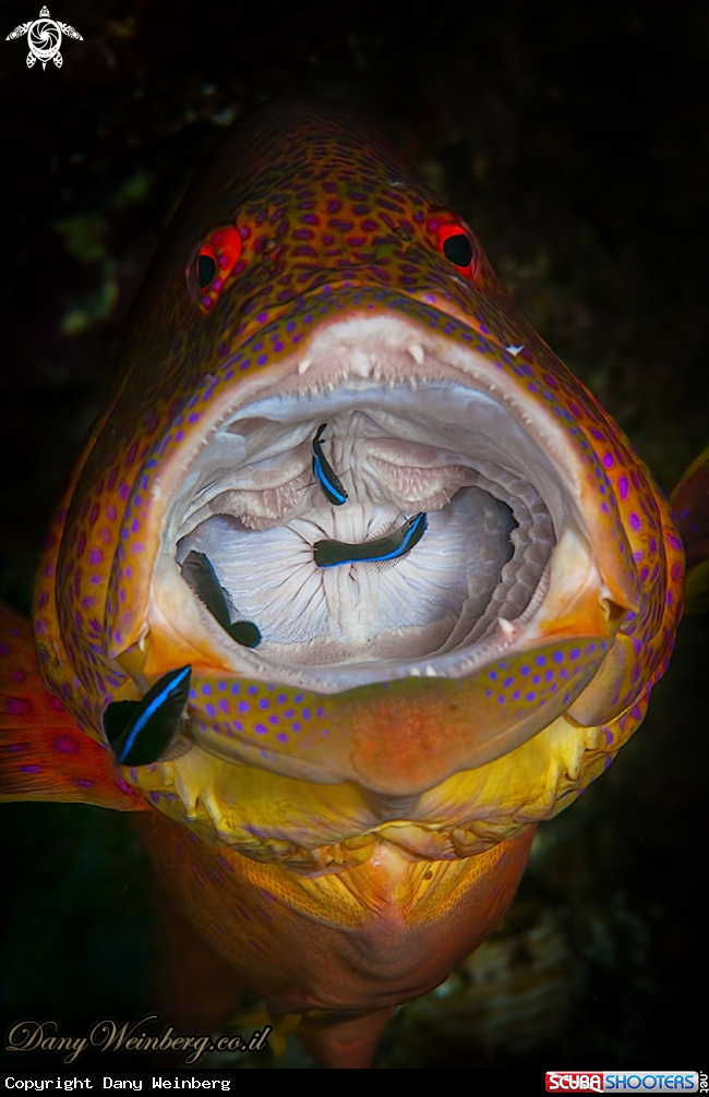 A Grouper