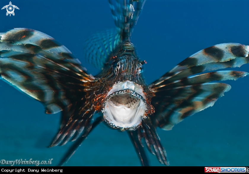 A Lionfish