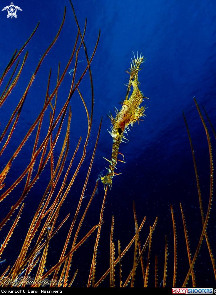 A Ghost pipe fish