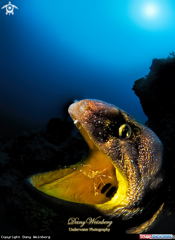 A Moray Eel 
