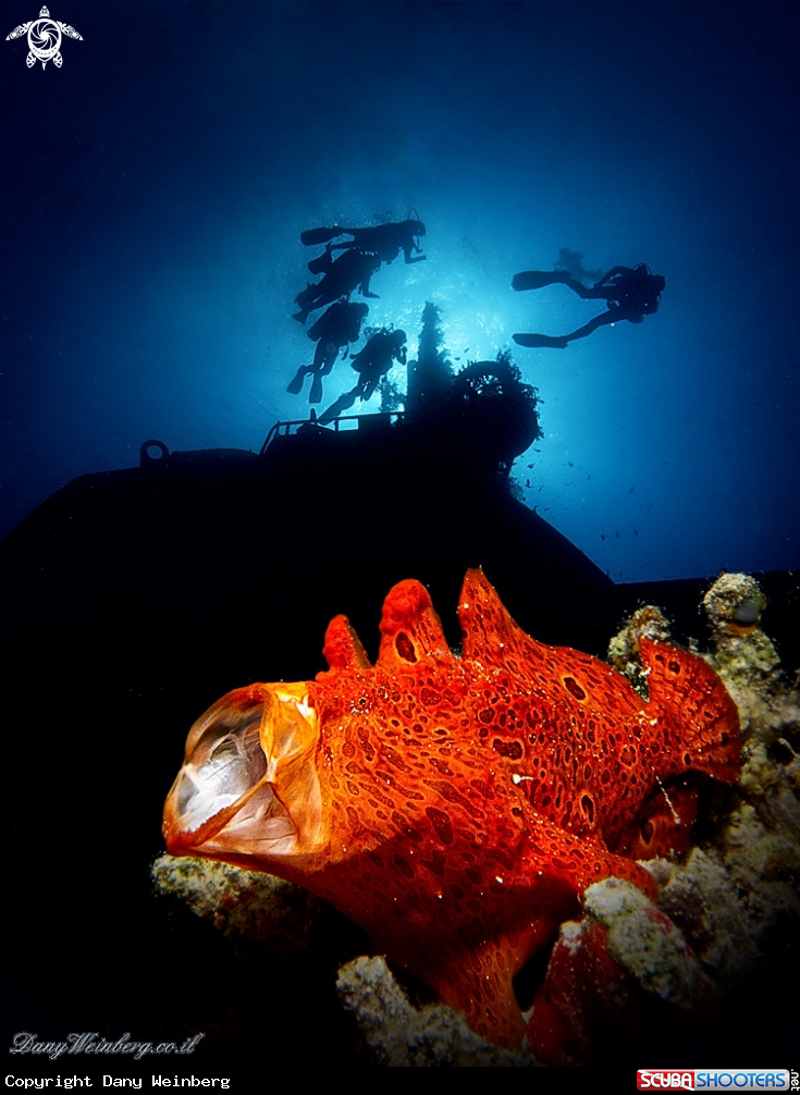 A Frogfish
