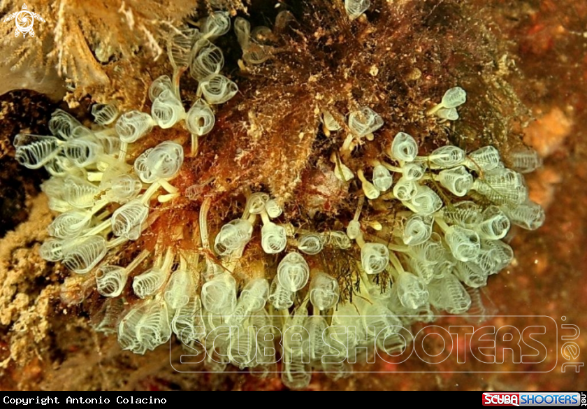 A Clavelina nana