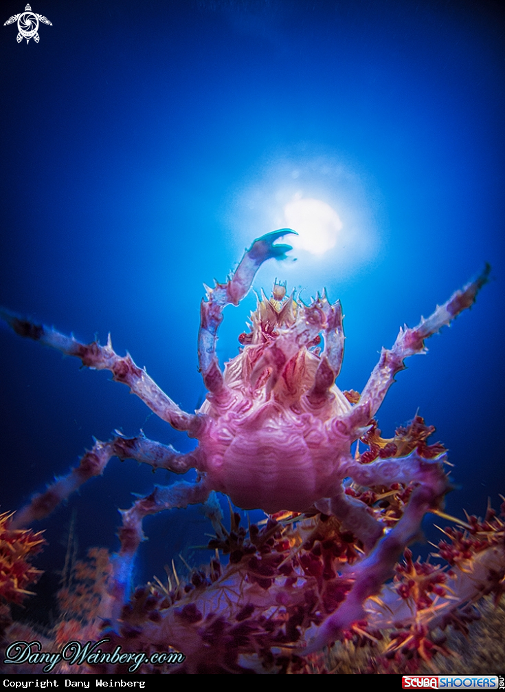 A Candy Crab 