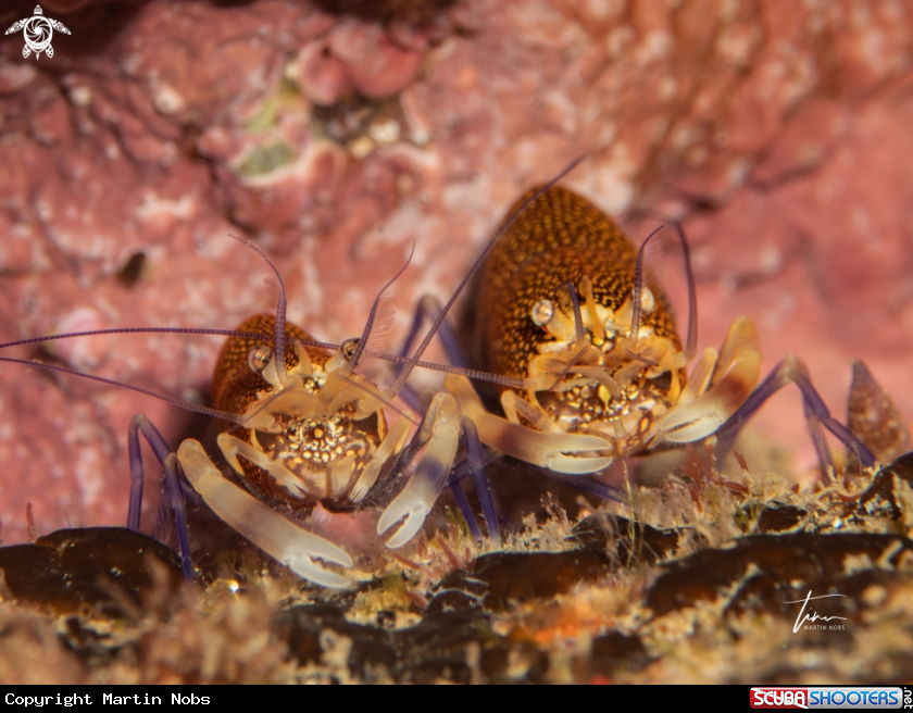 A Mediterranean Bumblebee Shrimp
