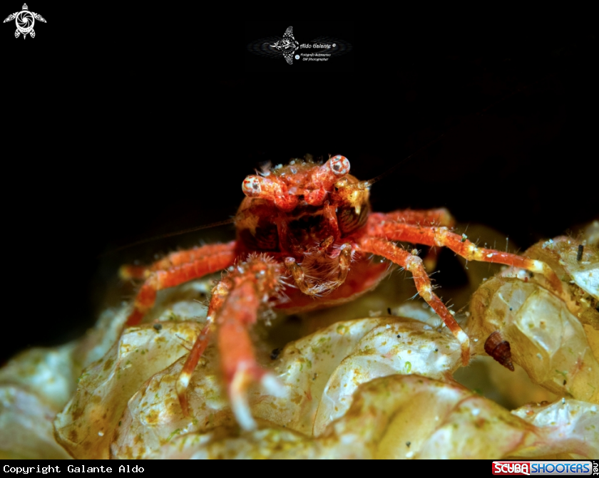 A Red Hairy Galathea (1.4 cm.)