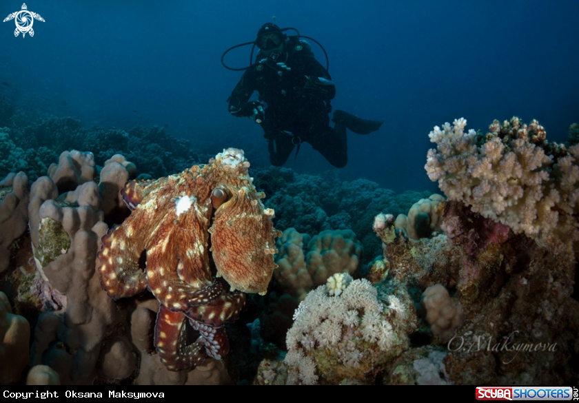 A  Octopus  cyanea