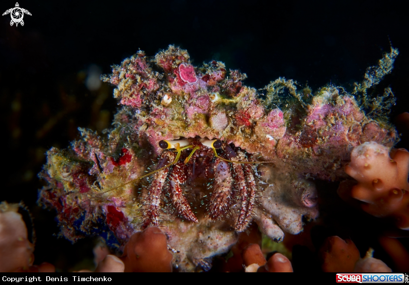 A Hermit crab 