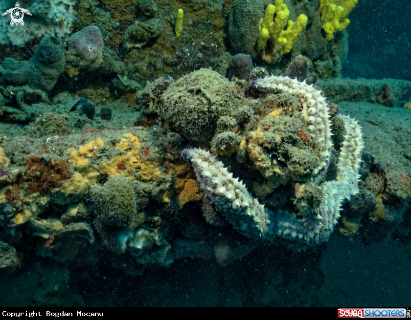 A Starfish