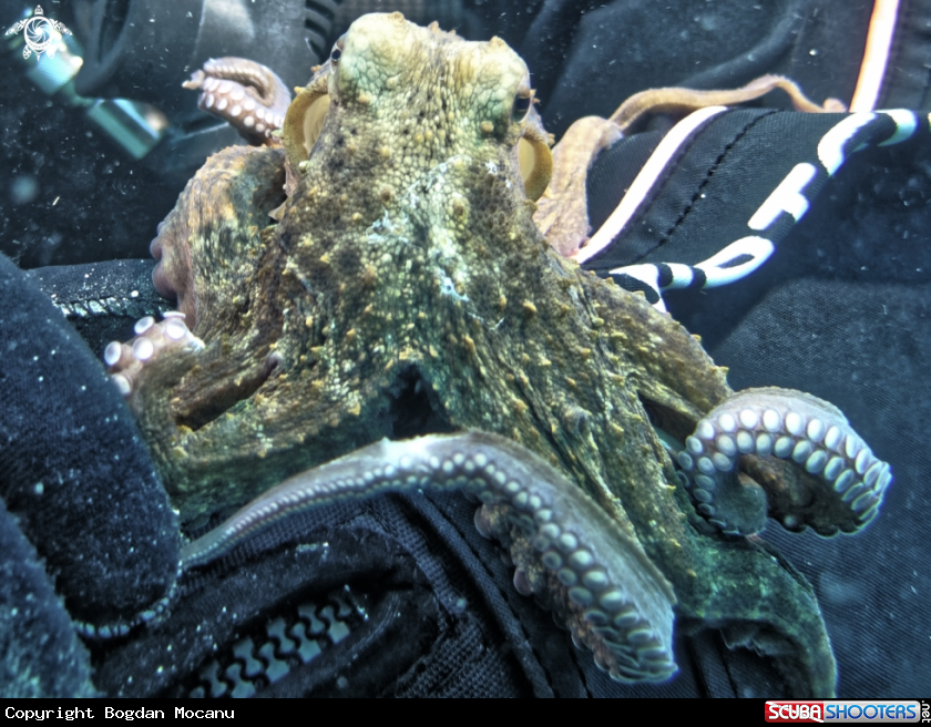 A Octopus