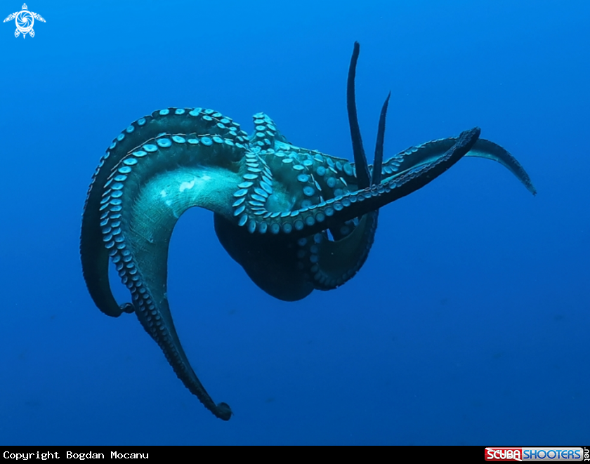 A Octopus