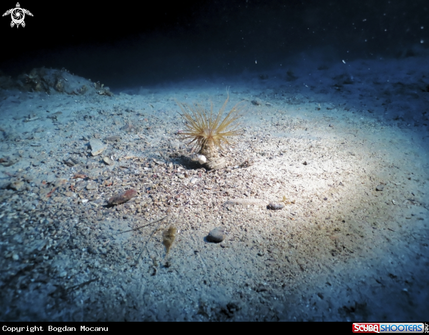 A Anemone