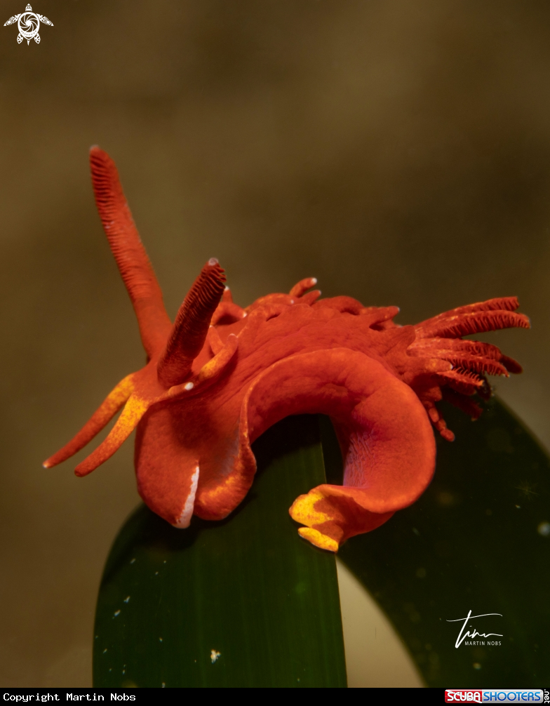 A Okenia elegans