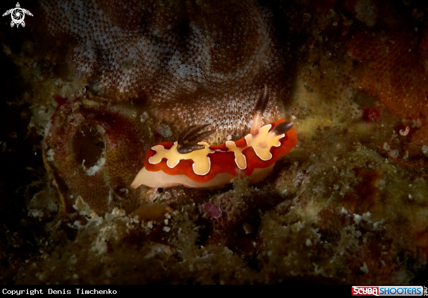 A NUDIBRANCH