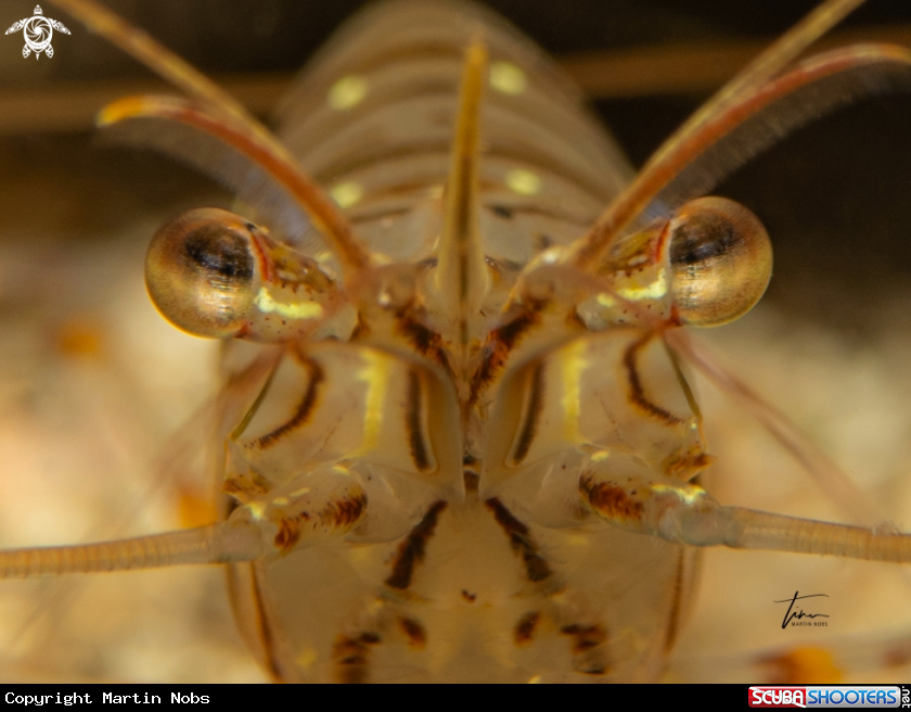A Rockpool Prawn