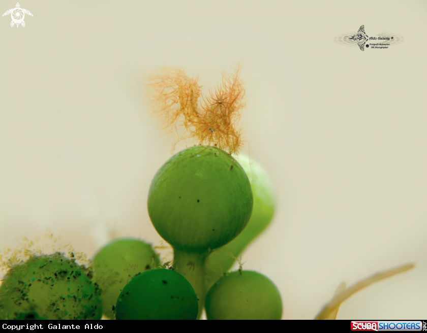 A Hairy Shrimp (5 mm)