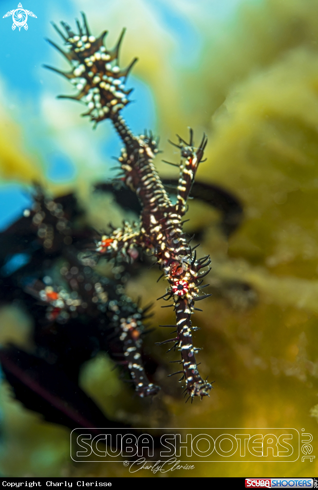 A Ornate Ghost Pipefish