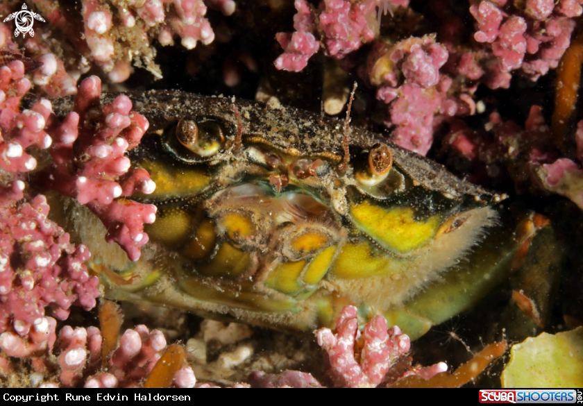 A Seashore crab