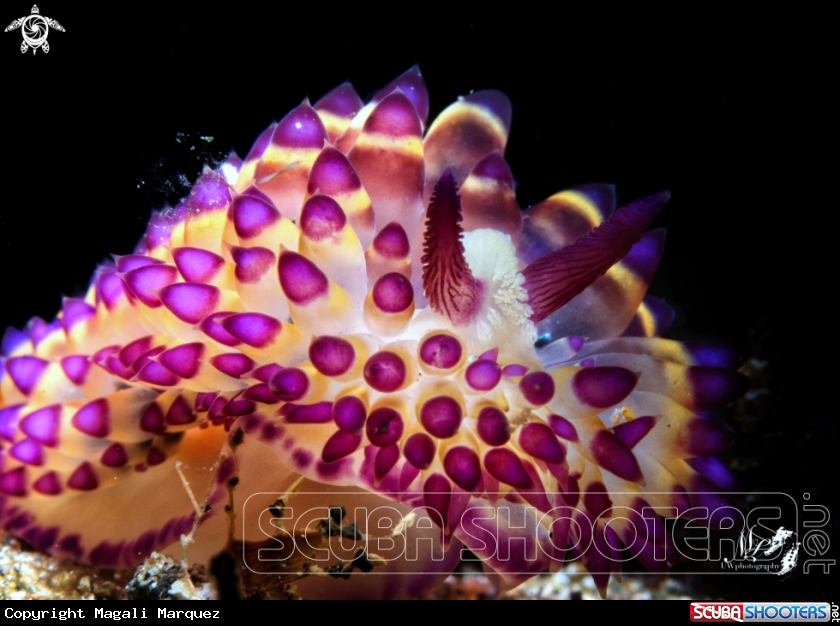 A Janolus sp 