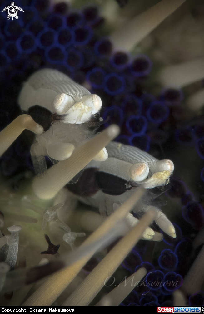 A Urchin Bumblebee Shrimp (Gnathophylloides mineri)