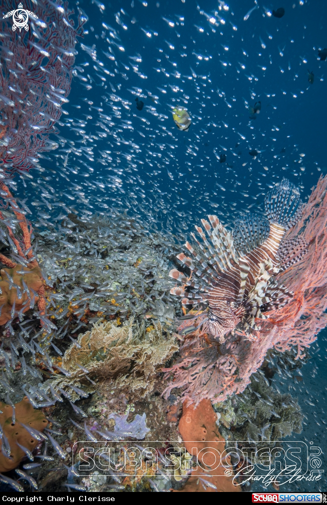 A Indian Lionfish