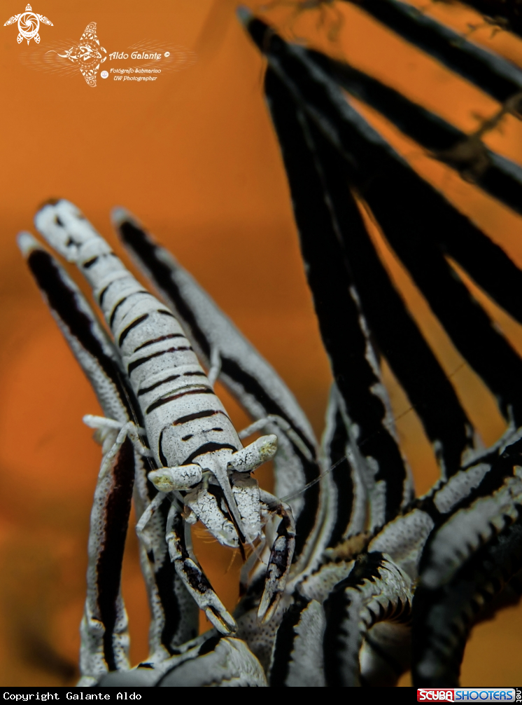 A Leopard Crinoid Shrimp