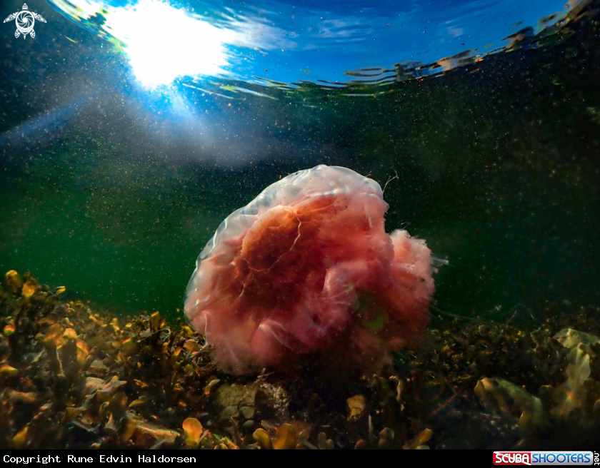 A Lions mane jelly