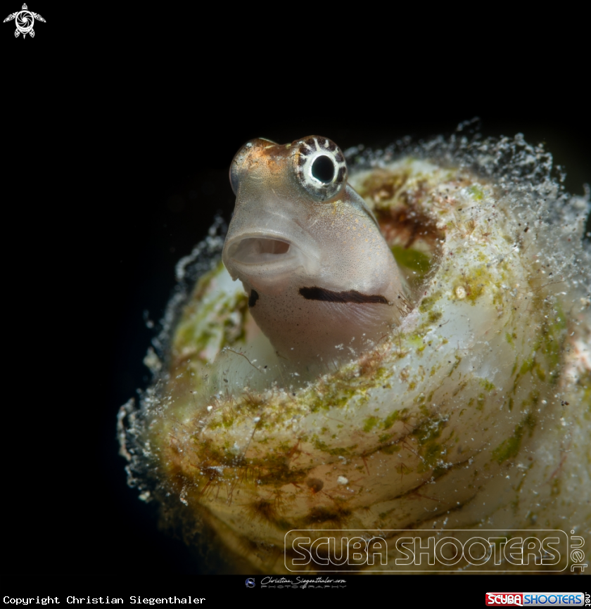 A Combtooth Blenny