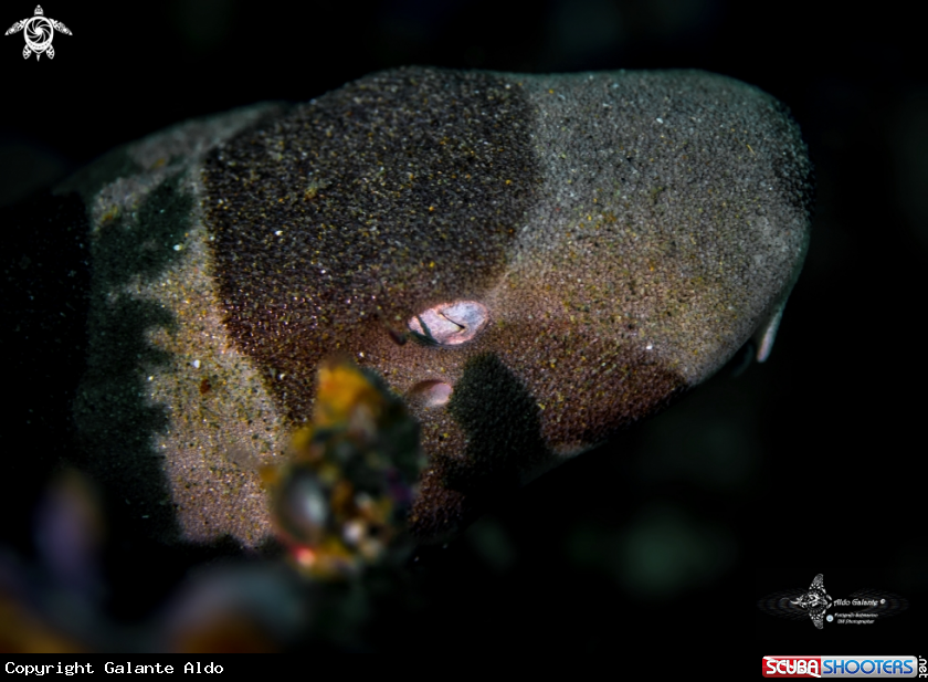 A Brown-Banded Bamboo Shark 